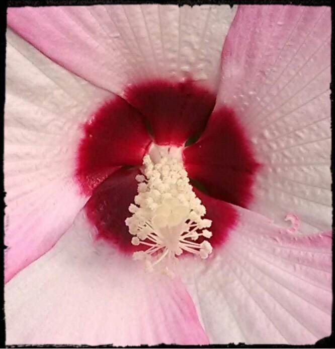 Photo of Hybrid Hardy Hibiscus (Hibiscus Luna™ Pink Swirl) uploaded by sarahbugw