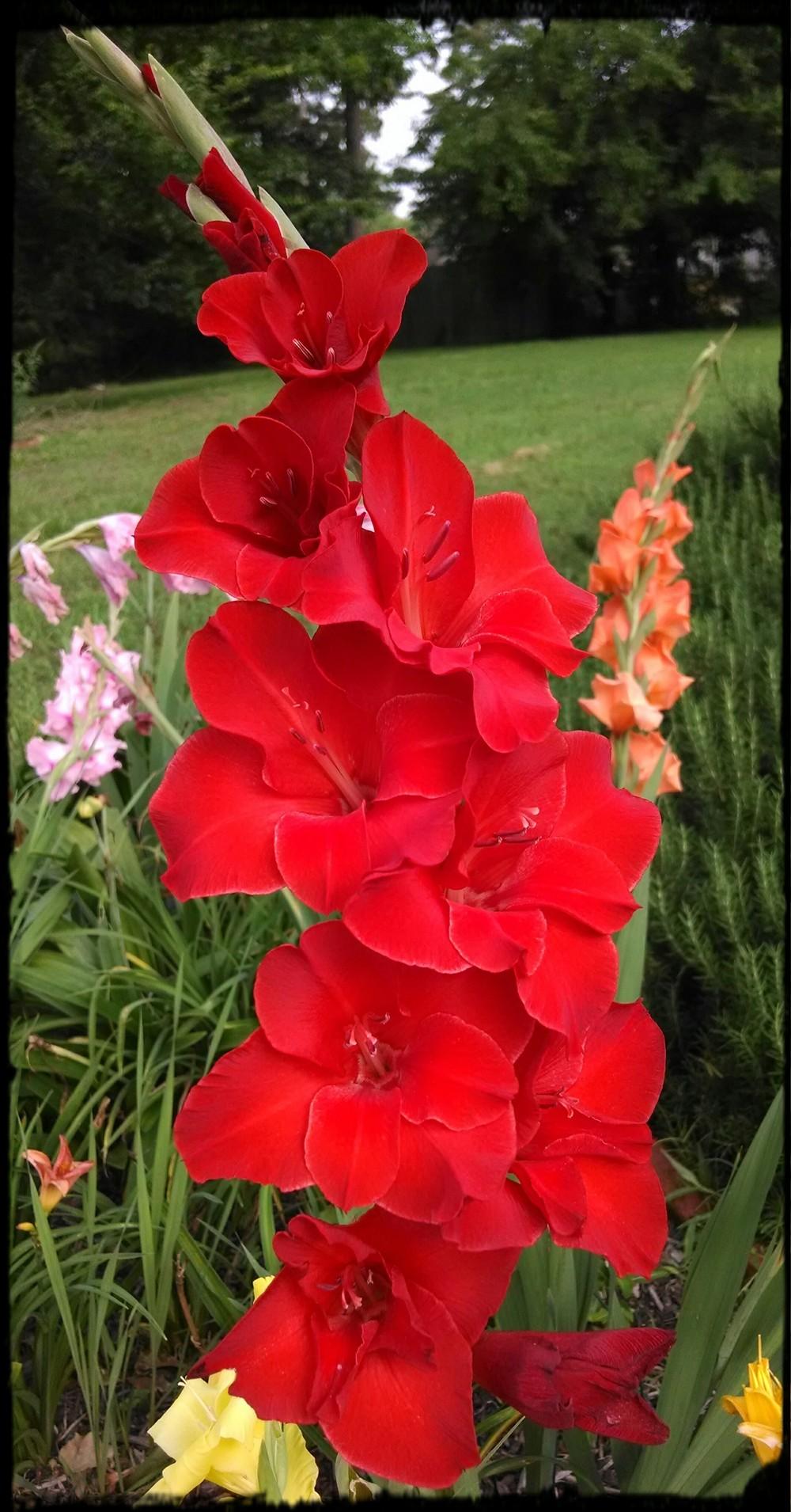 Photo of Gladiola (Gladiolus) uploaded by sarahbugw