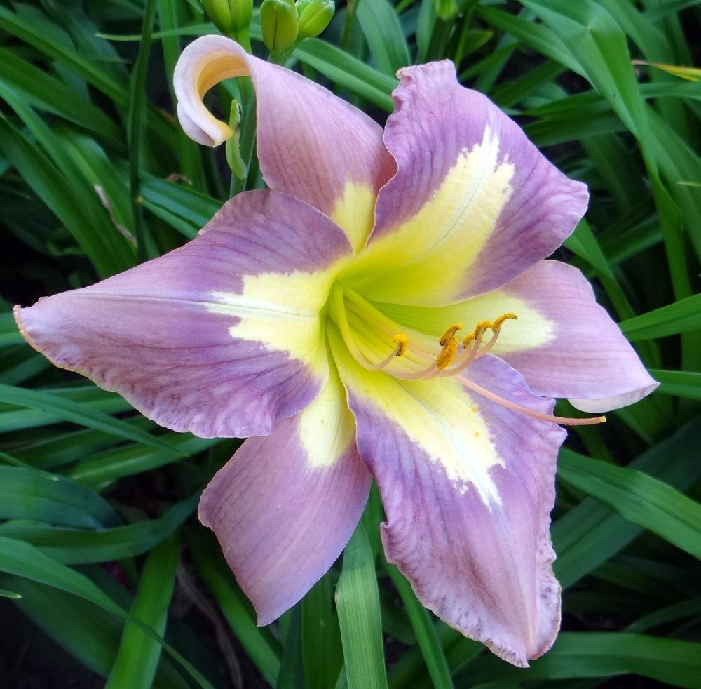 Photo of Daylily (Hemerocallis 'Aerial Applique') uploaded by stilldew
