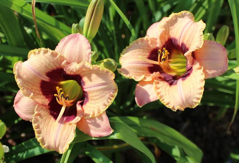 Photo of Daylily (Hemerocallis 'Orchid Candy') uploaded by tink3472