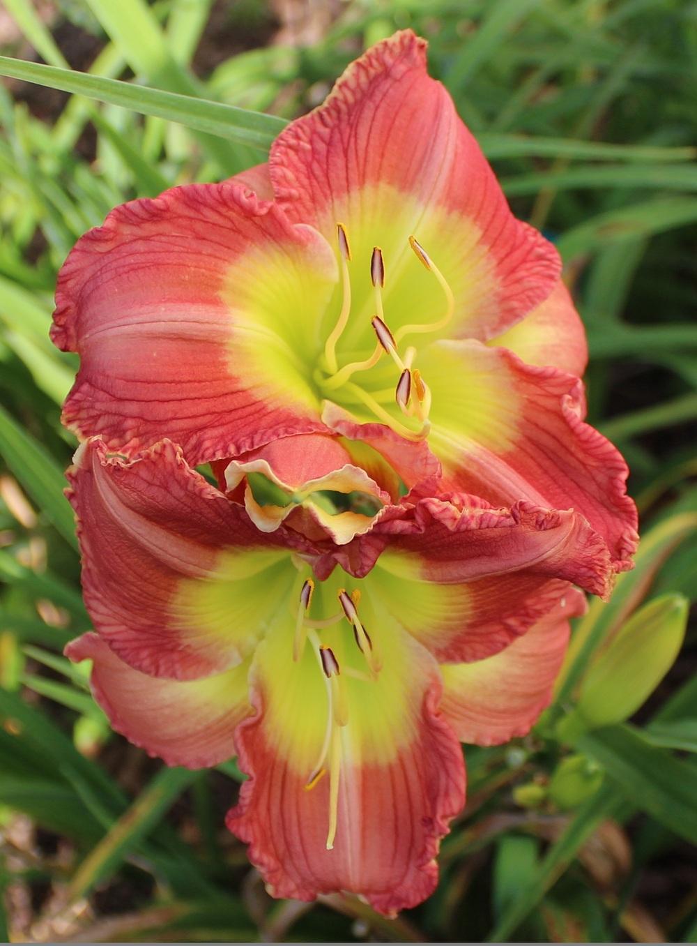 Photo of Daylily (Hemerocallis 'Better than Ever') uploaded by tink3472
