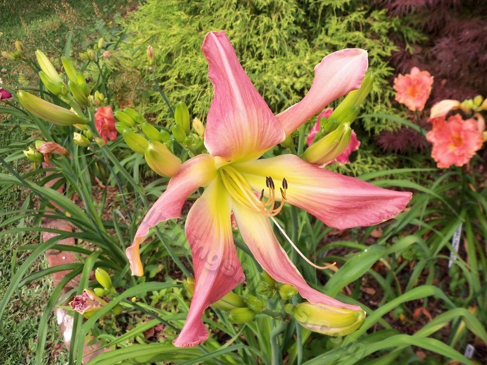 Photo of Daylily (Hemerocallis 'Webster's Pink Wonder') uploaded by virginiarose