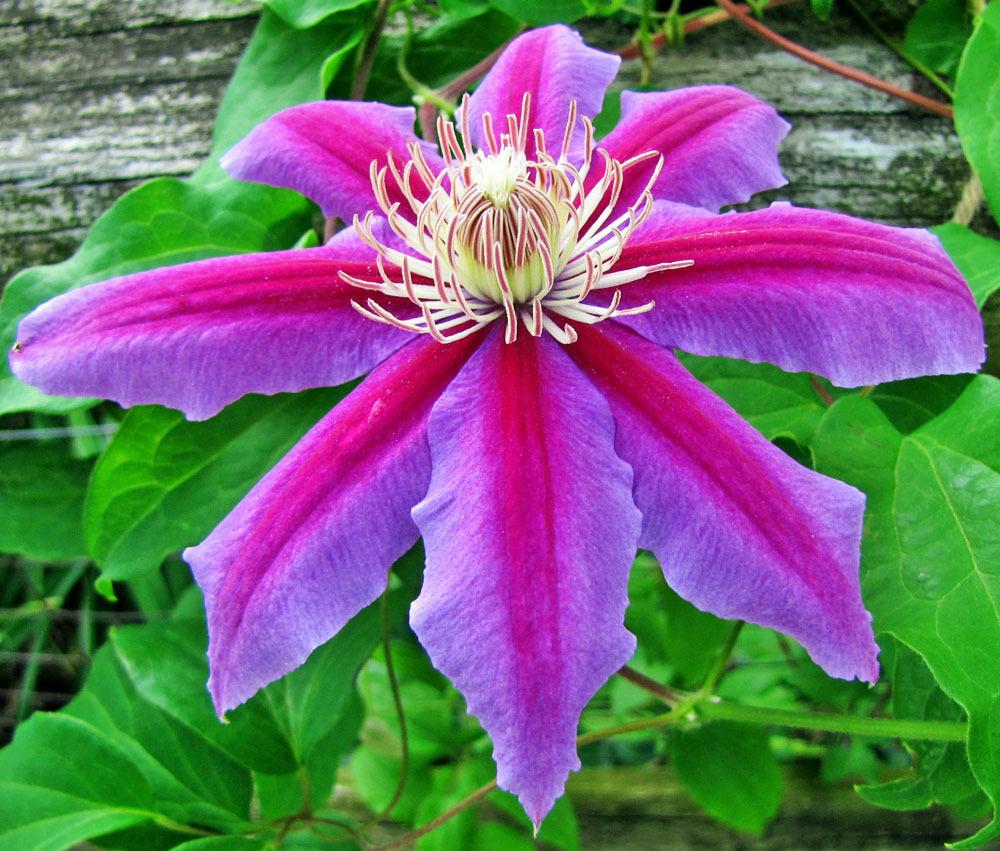 Photo of Clematis Sugar Candy™ uploaded by TBGDN
