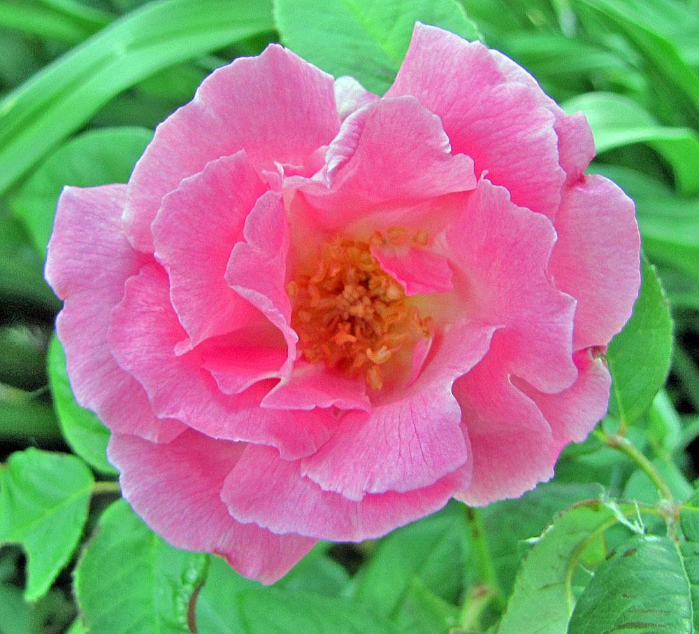 Photo of Rose (Rosa 'Zephirine Drouhin') uploaded by TBGDN