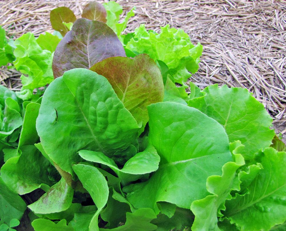Photo of Lettuces (Lactuca sativa) uploaded by TBGDN