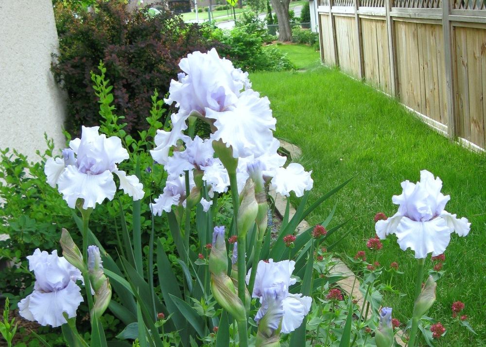 Photo of Tall Bearded Iris (Iris 'Silverado') uploaded by foraygardengirl
