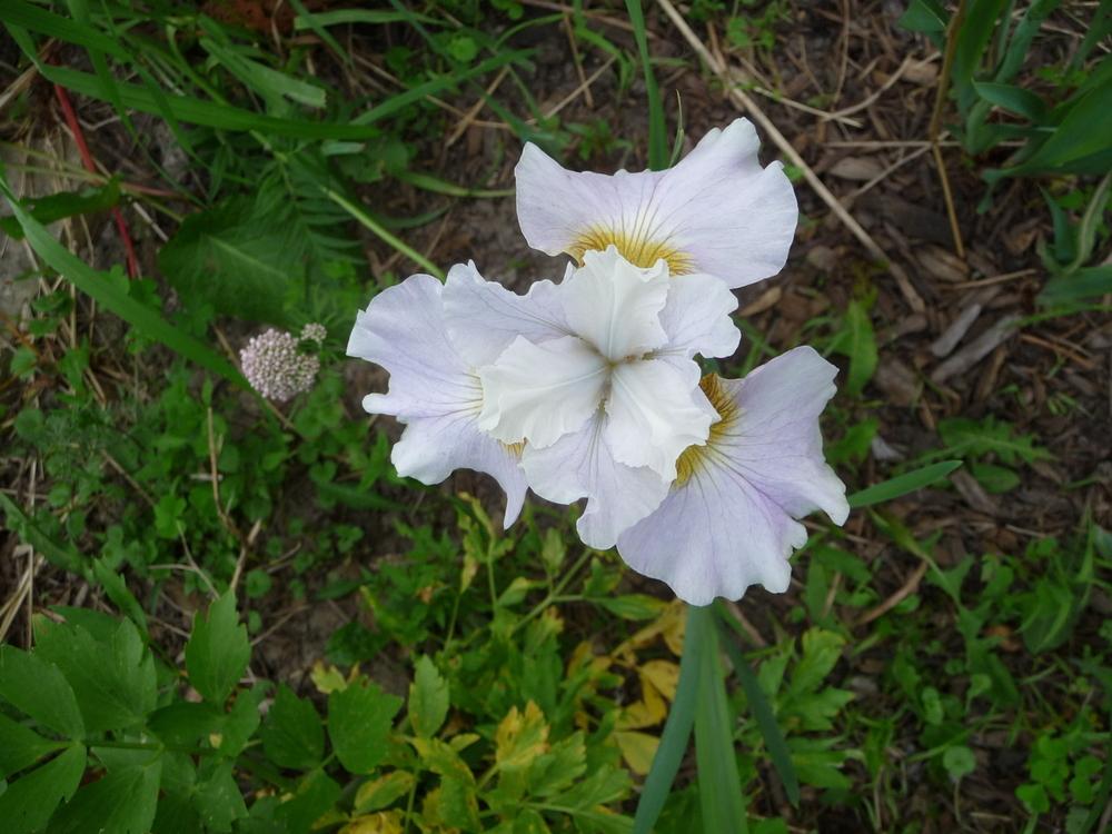 Photo of Siberian Iris (Iris 'Off She Goes') uploaded by gardengus
