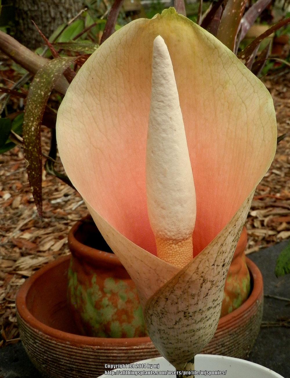 Photo of Voodoo Lily (Amorphophallus bulbifer) uploaded by mjsponies