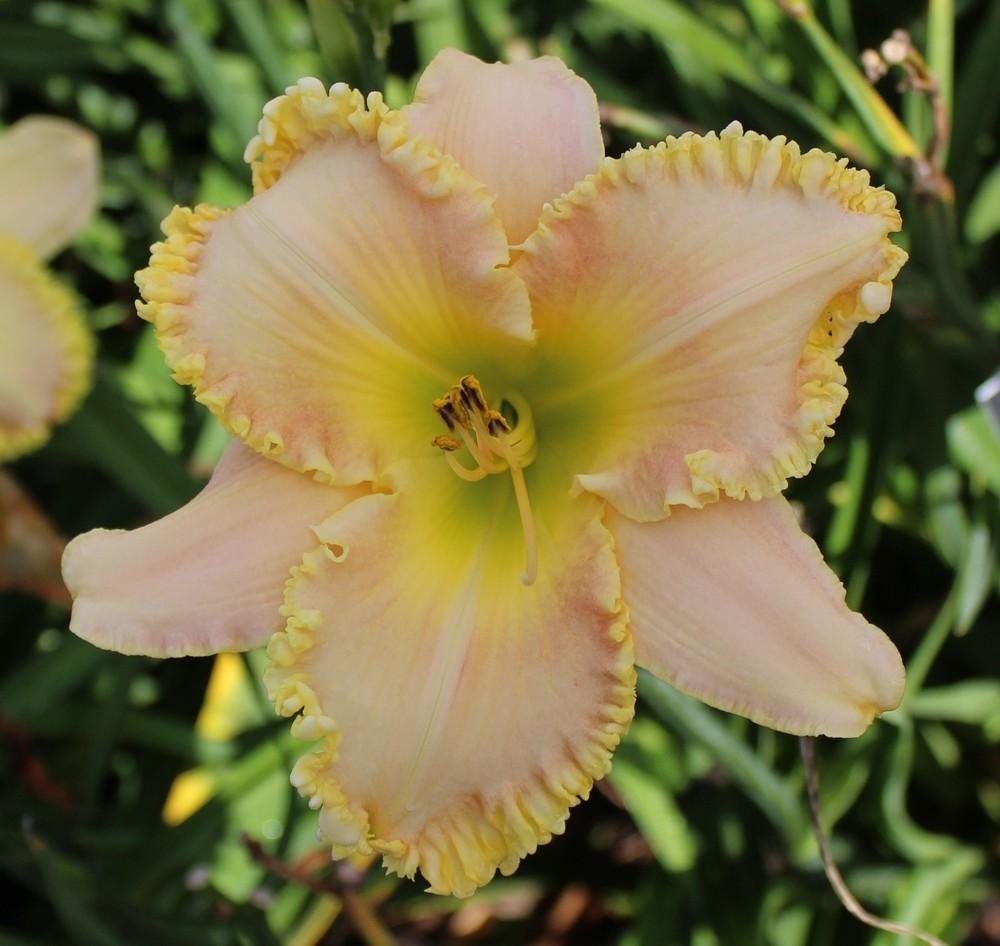 Photo of Daylily (Hemerocallis 'When Stars Collide') uploaded by tink3472