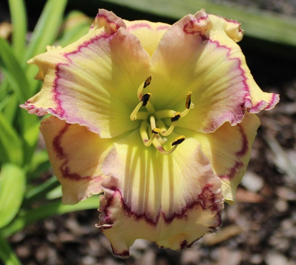 Photo of Daylily (Hemerocallis 'Stenciled Infusion') uploaded by tink3472