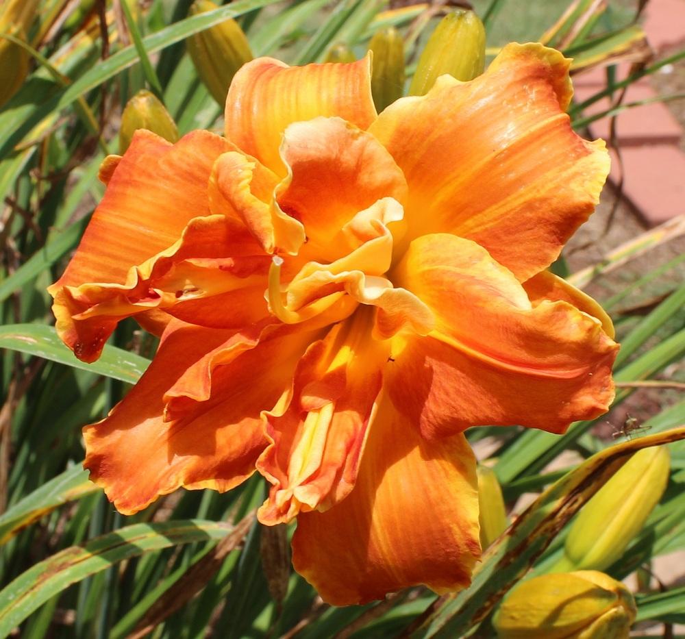 Photo of Daylily (Hemerocallis 'Cluster Muster') uploaded by tink3472