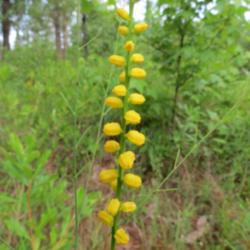 Location: Watson Rare Native Plant Preserve, Tyler, County, Texas
Date: June 17, 2014