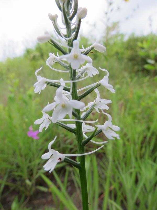Photo of Snowy Orchid (Platanthera nivea) uploaded by Horntoad