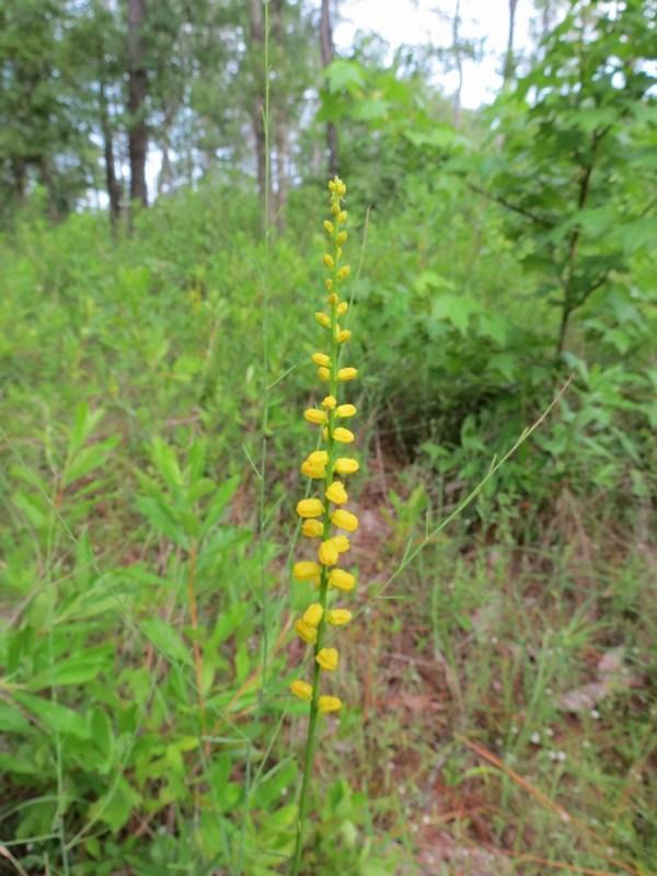 Photo of Colicroot (Aletris aurea) uploaded by Horntoad
