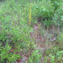 Location: Watson Rare Native Plant Preserve, Tyler, County, Texas
Date: June 17, 2014