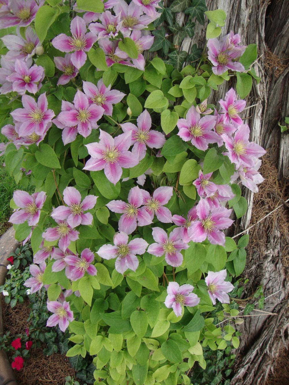 Photo of Clematis 'Piilu' uploaded by Paul2032