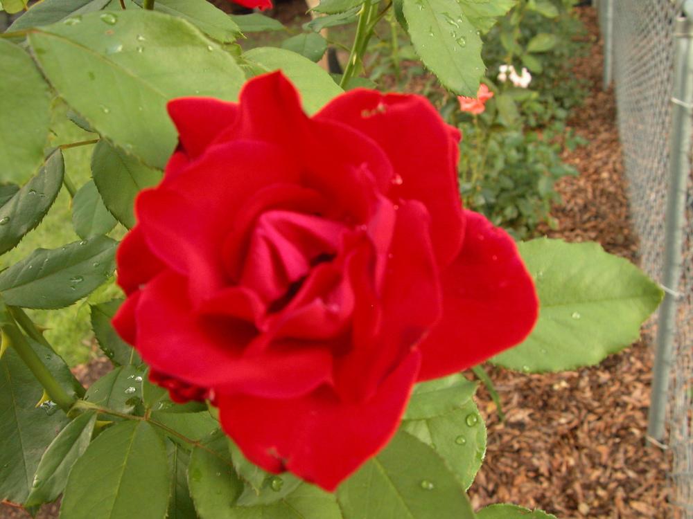 Photo of Rose (Rosa 'Olympiad') uploaded by Seedfork