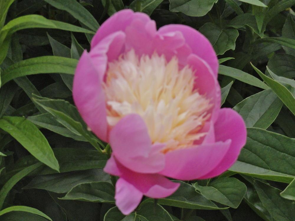 Photo of Peony (Paeonia lactiflora 'Bowl of Beauty') uploaded by SunnyBorders