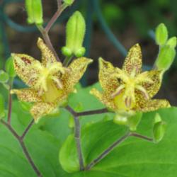 Location: West shade garden
Date: 2011-06-26
Great toad lily that blooms in June