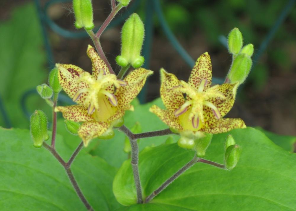 Photo of Toad Lily (Tricyrtis latifolia) uploaded by foraygardengirl