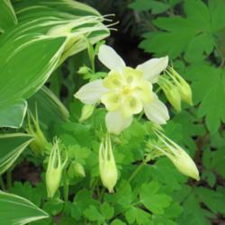 Location: East border
Date: June
This is the only columbine cultivar that reblooms for me