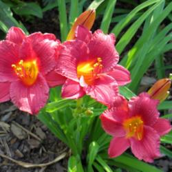Location: Front garden
Date: 2013-07-15
Nice smaller daylily