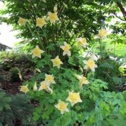 Location: East border
Date: June
Very large flowers for a columbine