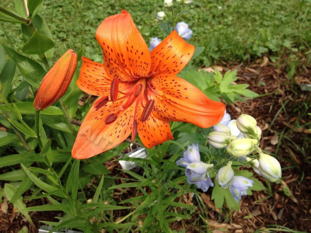 Photo of Lily (Lilium 'Brenda Watts') uploaded by magnolialover