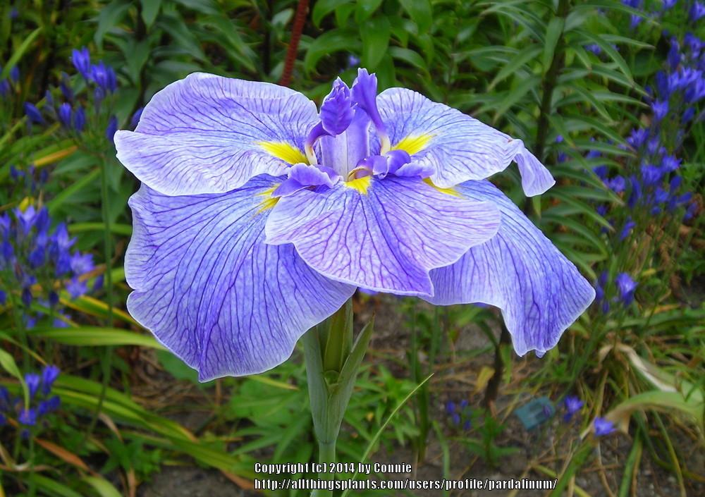 Photo of Japanese Iris (Iris ensata 'Greywoods Etcha Sketch') uploaded by pardalinum