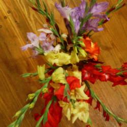 Location: murchison, tx
Date: 2014-06-18 
gladiolus bouquet