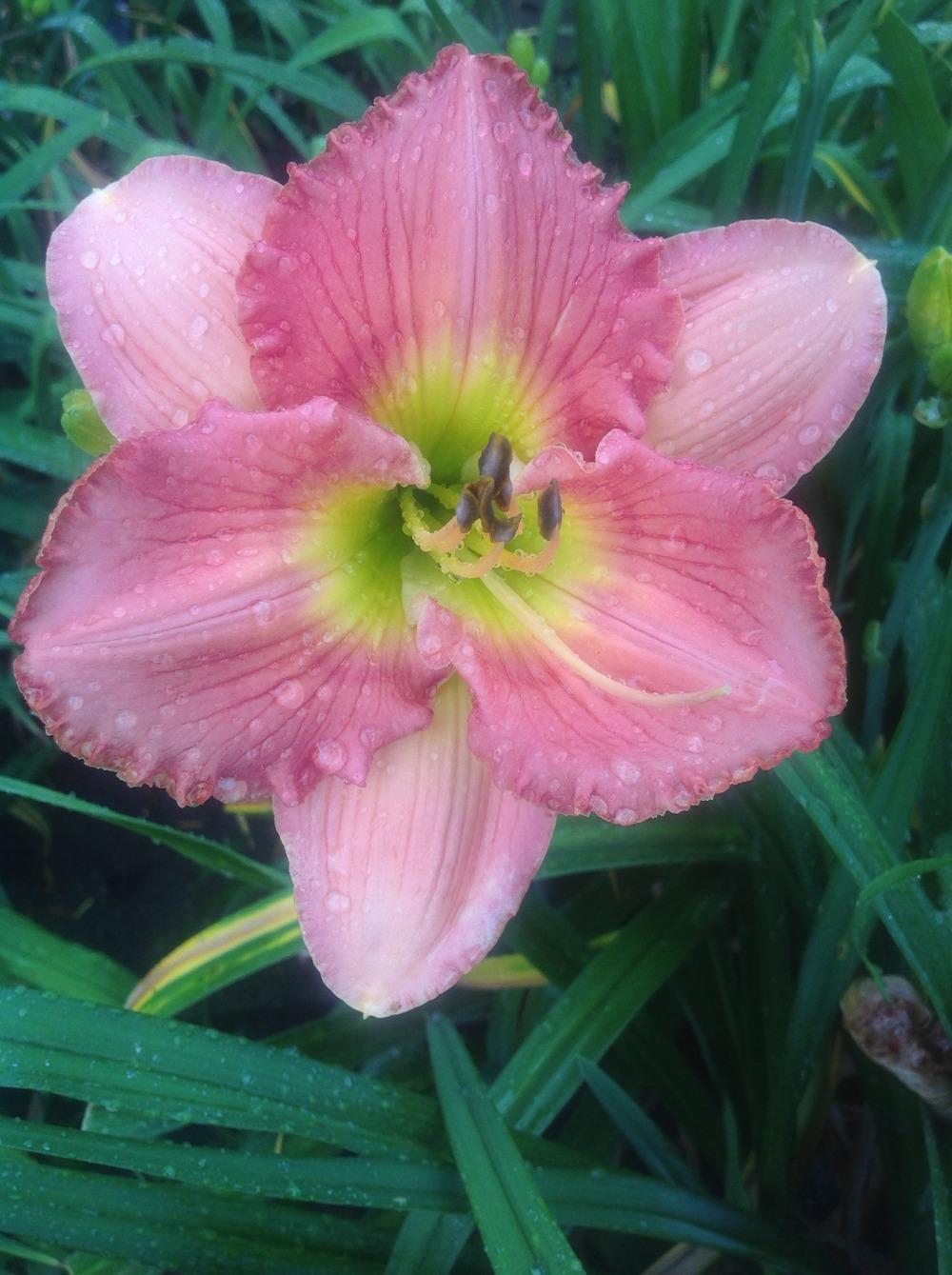 Photo of Daylily (Hemerocallis 'Queen of Everything') uploaded by Lilydaydreamer