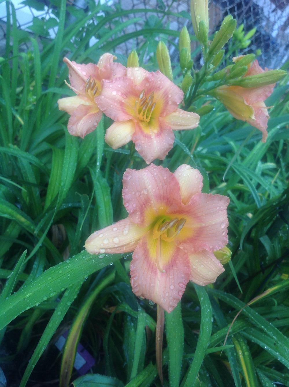 Photo of Daylily (Hemerocallis 'One After Another') uploaded by Lilydaydreamer