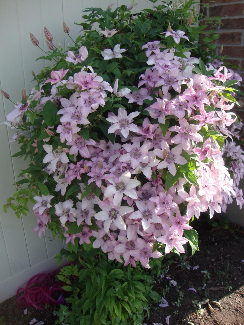 Photo of Clematis 'Pink Fantasy' uploaded by Paul2032