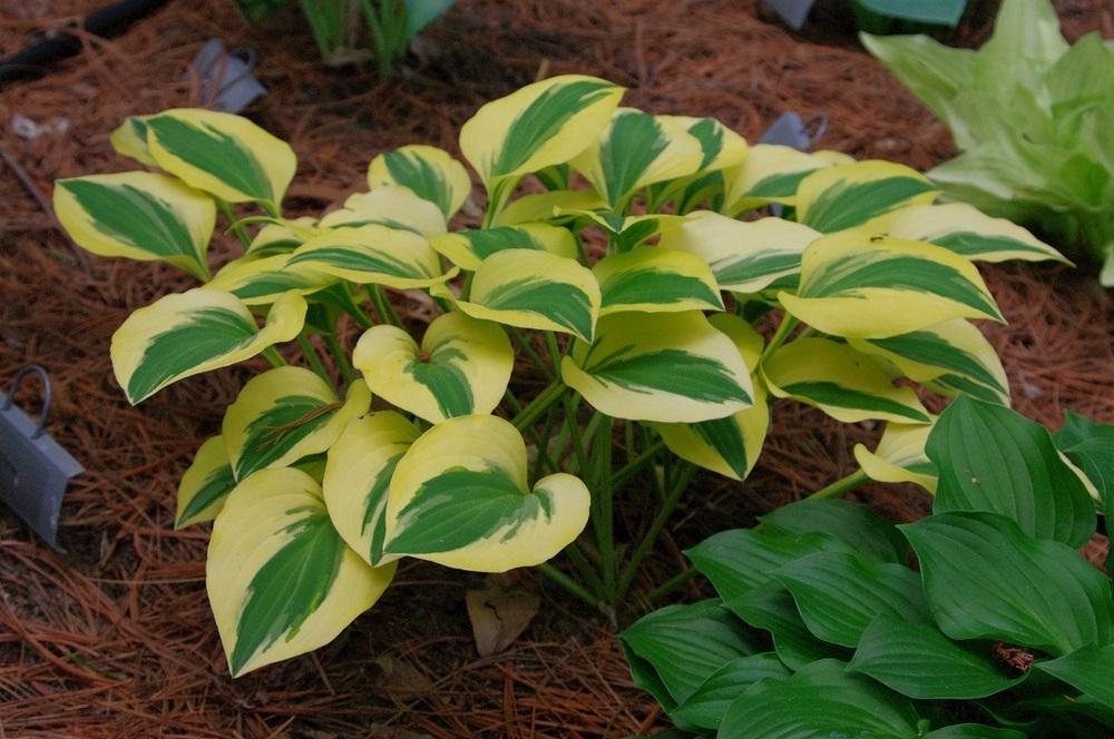 Photo of Hosta 'Grand Prize' uploaded by Rose1656