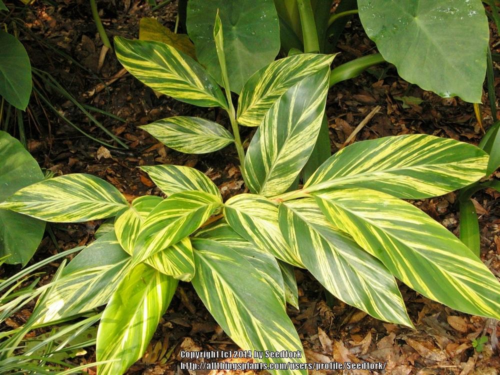 Photo of Variegated Shell Ginger (Alpinia zerumbet 'Variegata') uploaded by Seedfork
