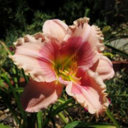 Location: Northern California Zone 9b
Date: 2014-06-18 at 3 pm, 84 degrees, full sun
Janice Brown bloom after full day sun, 3 pm, 84 degrees