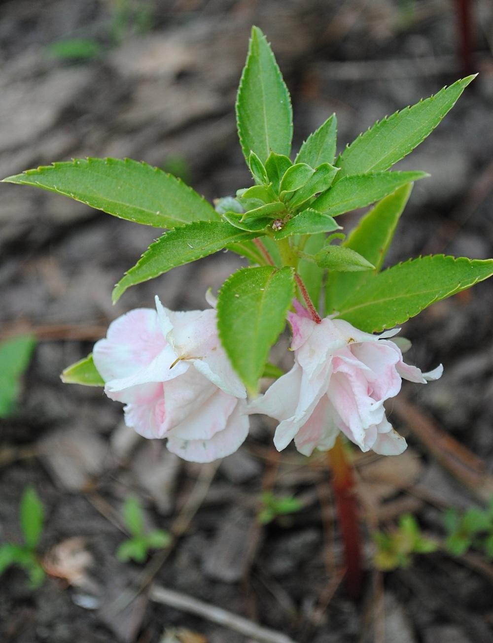 Photo of Balsam (Impatiens balsamina 'Camellia Flowered Mix') uploaded by chelle