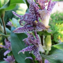 Location: Corner
Date: 2013-10-08
I find toad lilies fascinating!