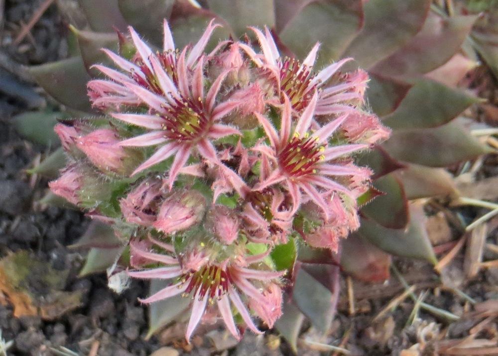 Photo of Hen and Chicks (Sempervivum 'Red Heart') uploaded by foraygardengirl