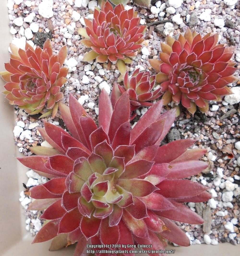 Photo of Hen and Chicks (Sempervivum 'Pacific Red Hawk') uploaded by gg5