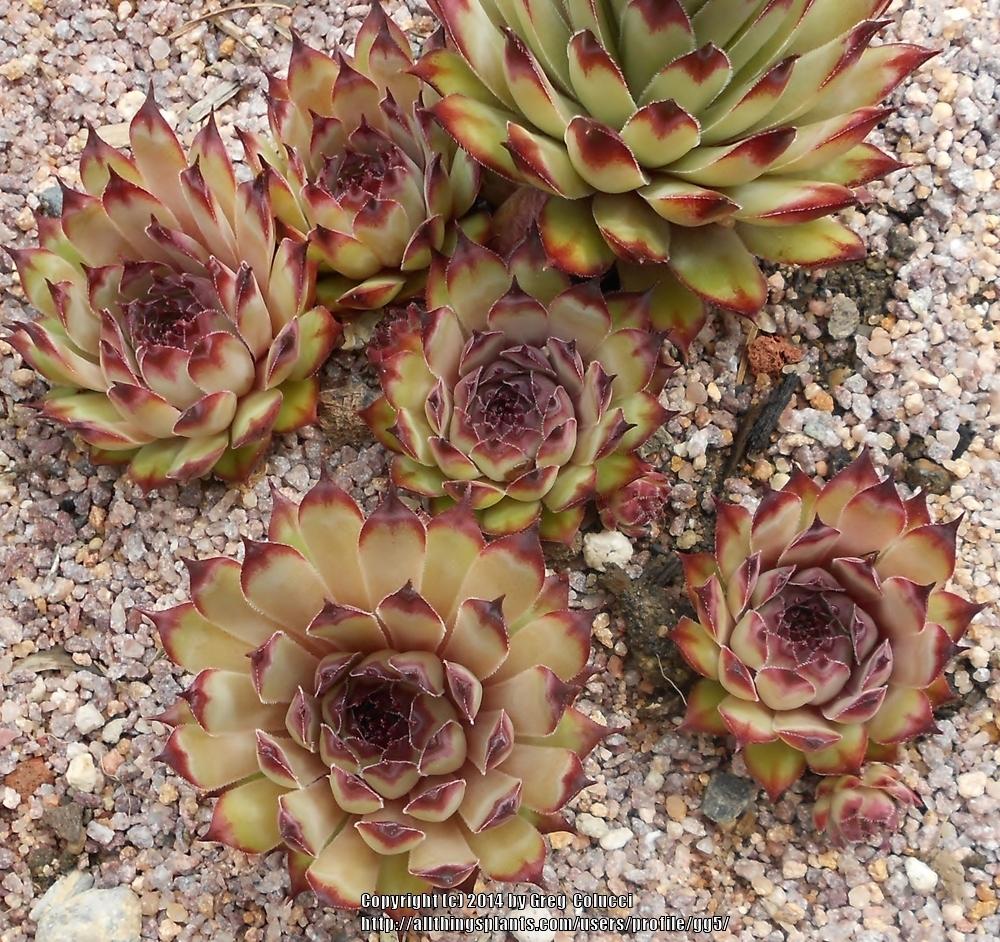 Photo of Hen and Chicks (Sempervivum 'Cafe') uploaded by gg5