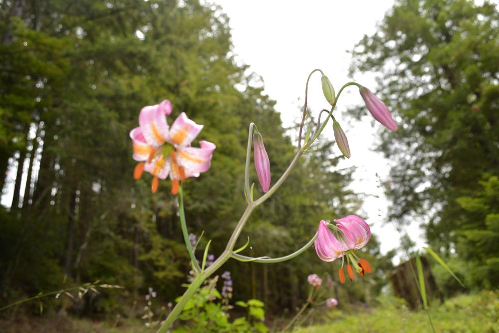 Photo of Lily (Lilium kelloggii) uploaded by mnorberry