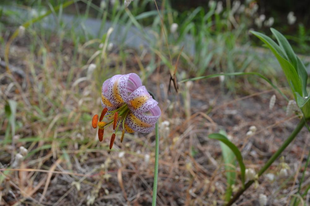 Photo of Lily (Lilium kelloggii) uploaded by mnorberry