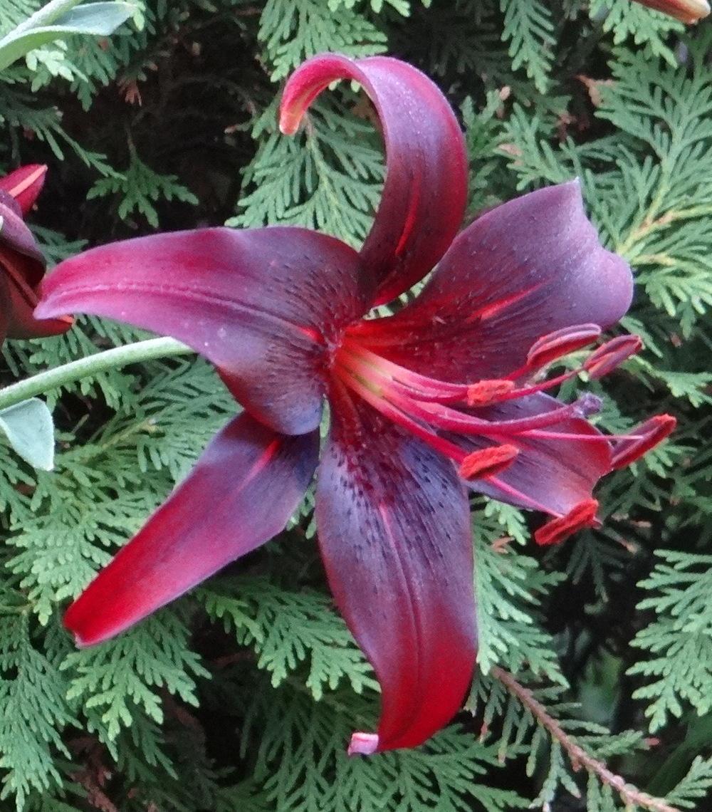 Photo of Lily (Lilium 'Night Flyer') uploaded by stilldew
