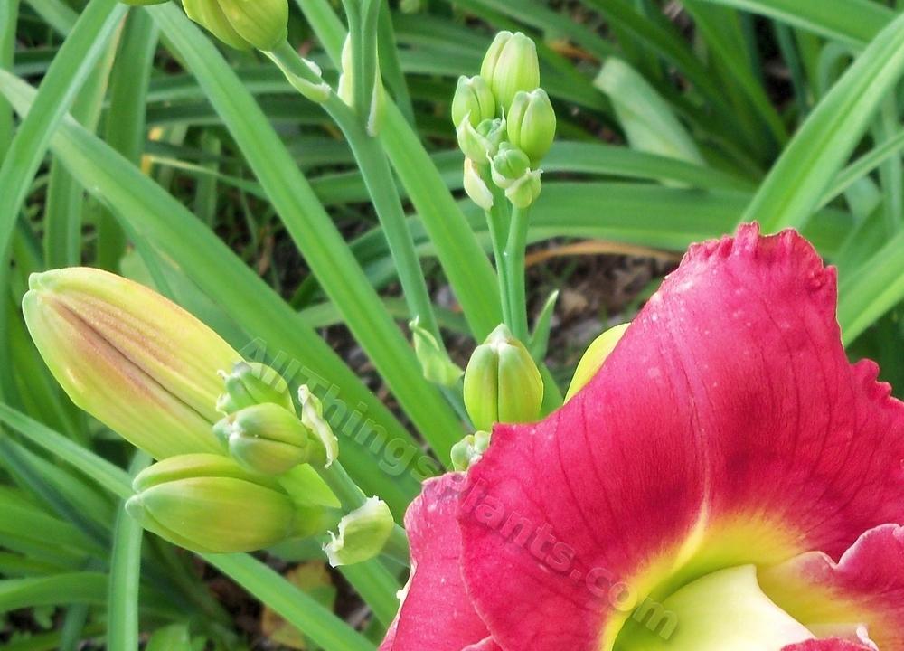 Photo of Daylily (Hemerocallis 'Double Image') uploaded by virginiarose