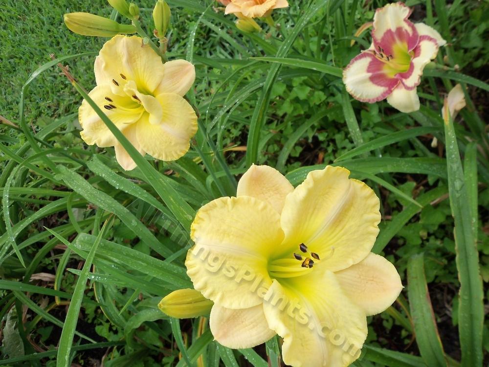 Photo of Daylily (Hemerocallis 'Puccini') uploaded by virginiarose