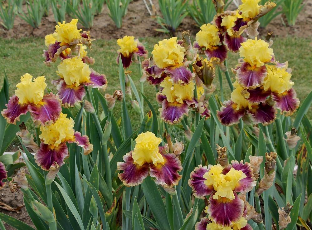 Photo of Tall Bearded Iris (Iris 'In the News') uploaded by ARUBA1334