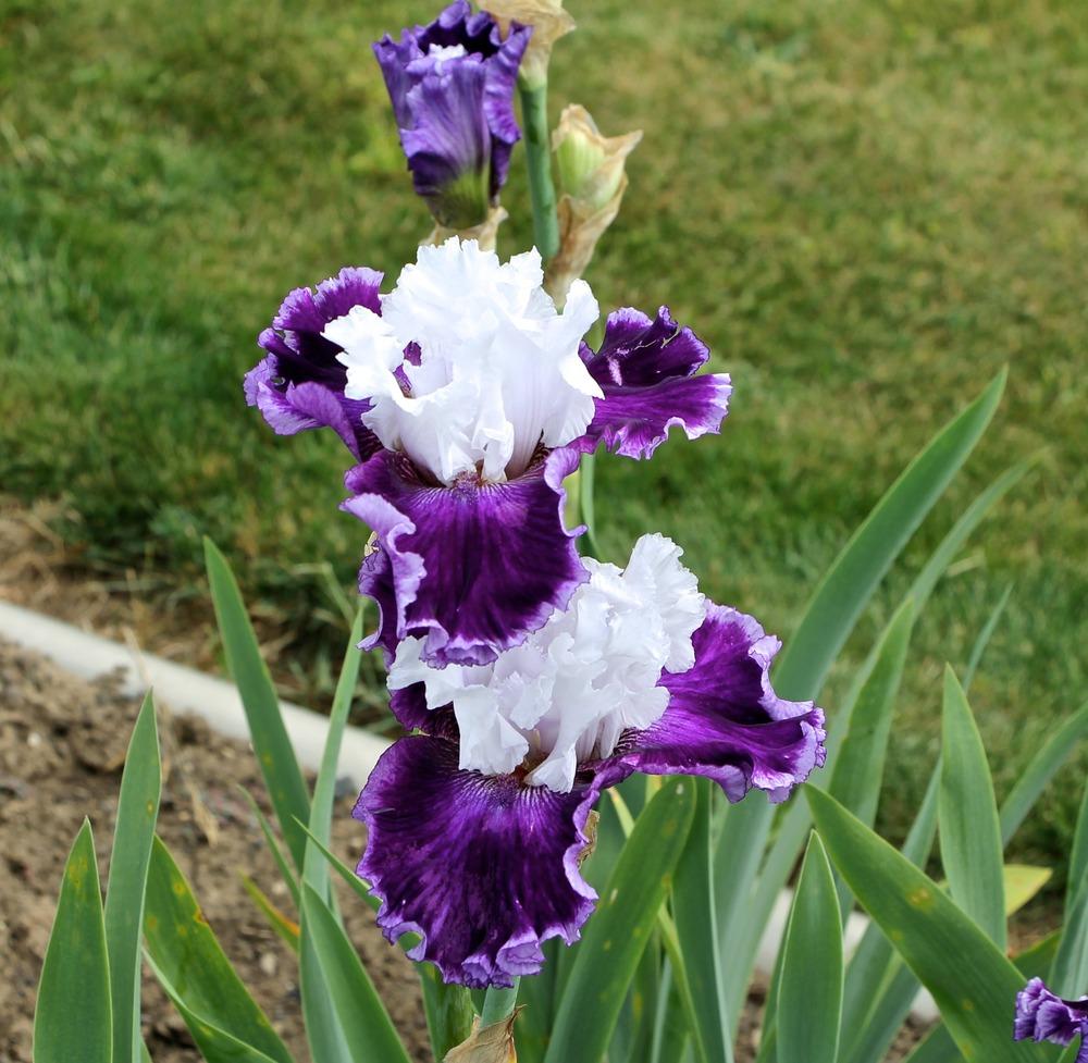 Photo of Tall Bearded Iris (Iris 'Taking Chances') uploaded by ARUBA1334