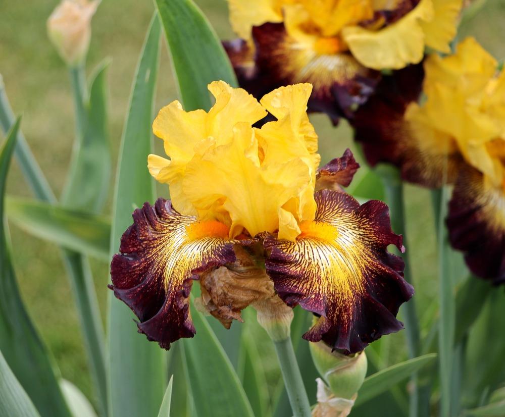 Photo of Tall Bearded Iris (Iris 'Stole the Show') uploaded by ARUBA1334