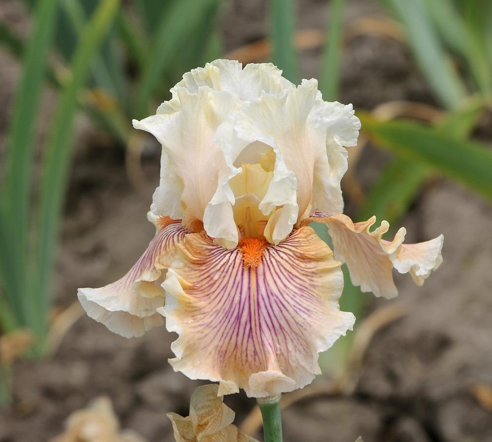 Photo of Tall Bearded Iris (Iris 'Escape from Boredom') uploaded by ARUBA1334
